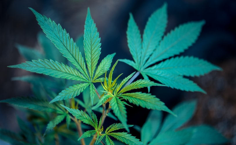 Leading Retirement Solutions Now Offers 401(k) Plans for Cannabis Companies!
