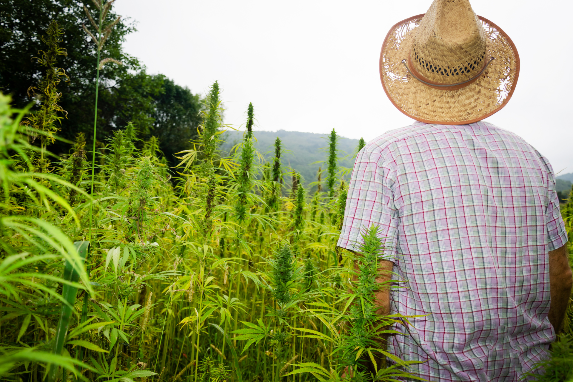 2023 Cannabis Industry Updates
