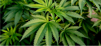Cannabis plant
