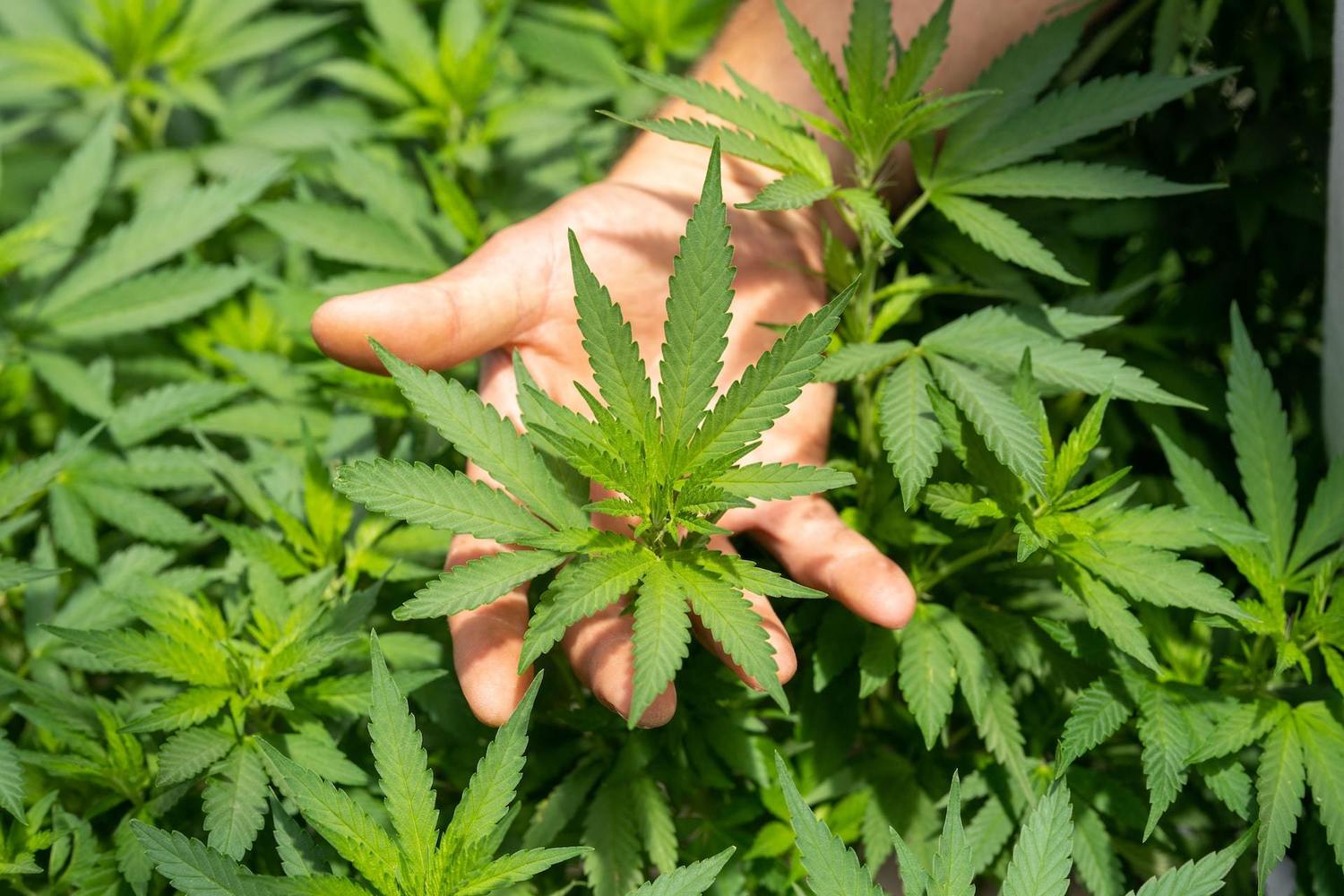 Restricting Cannabis Access to Banking is Discriminatory